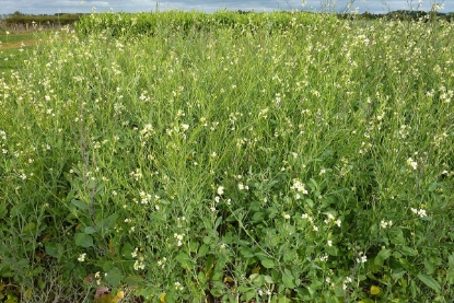 Picture of Texel Greens